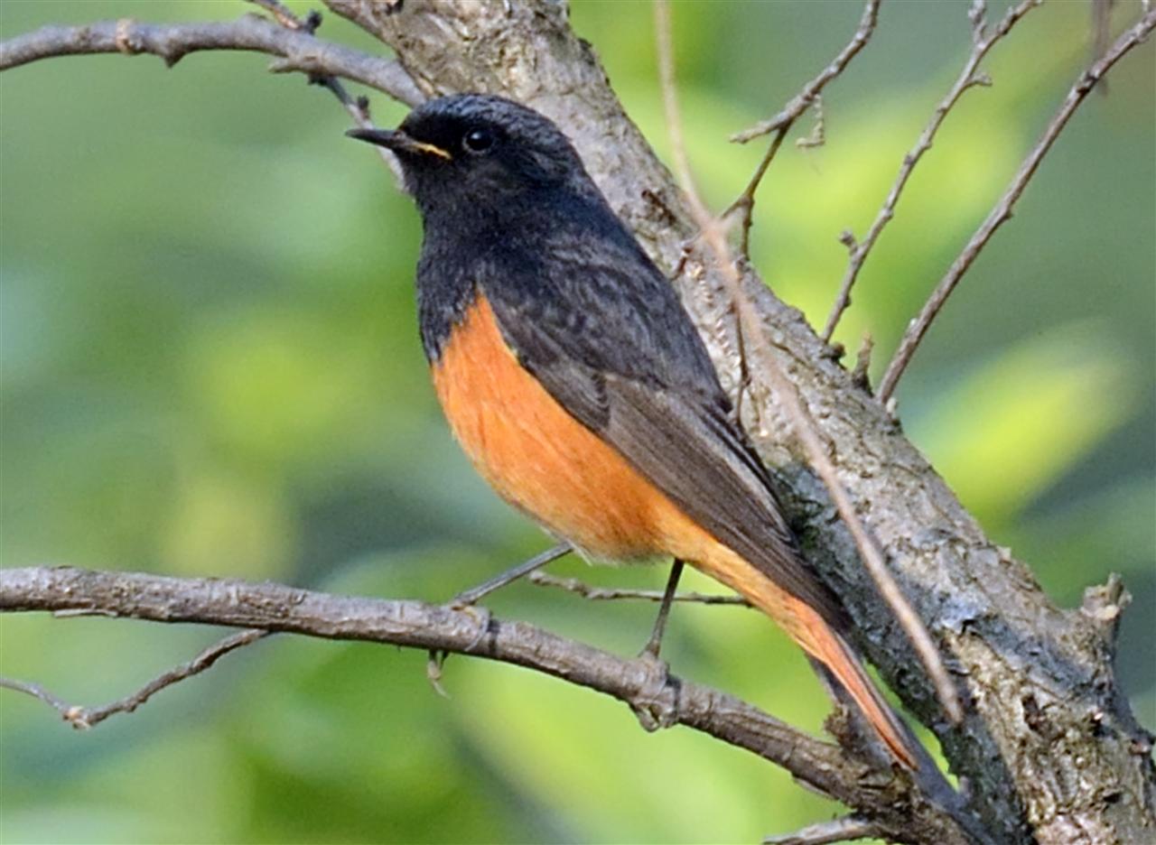 1_black_redstart_nursery_rb-17-11-2013-0922hrs_dsc_0919