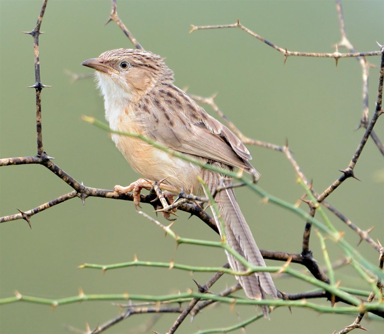 1_common_babbler-golf_ground_17-08-2013-0906hrs_dsc_4111