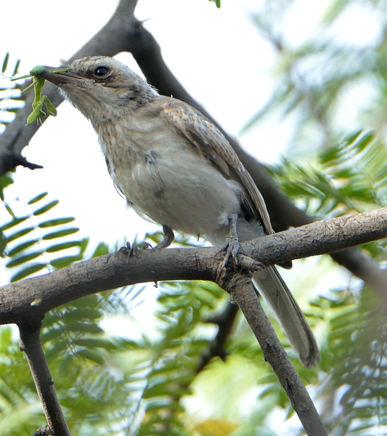 1_Common_Wood-shrike-Forest__PBG_Polo_Ground-_24-05-2013-0749hrs-DSC_4751_copy-1