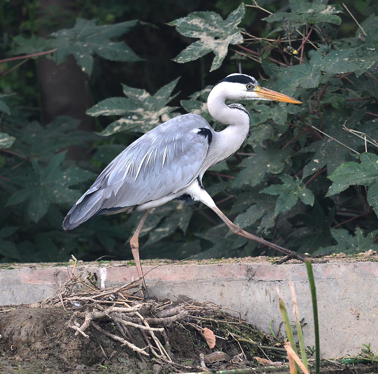 1_DSC_7167-SS_Grey_Pond_Heron