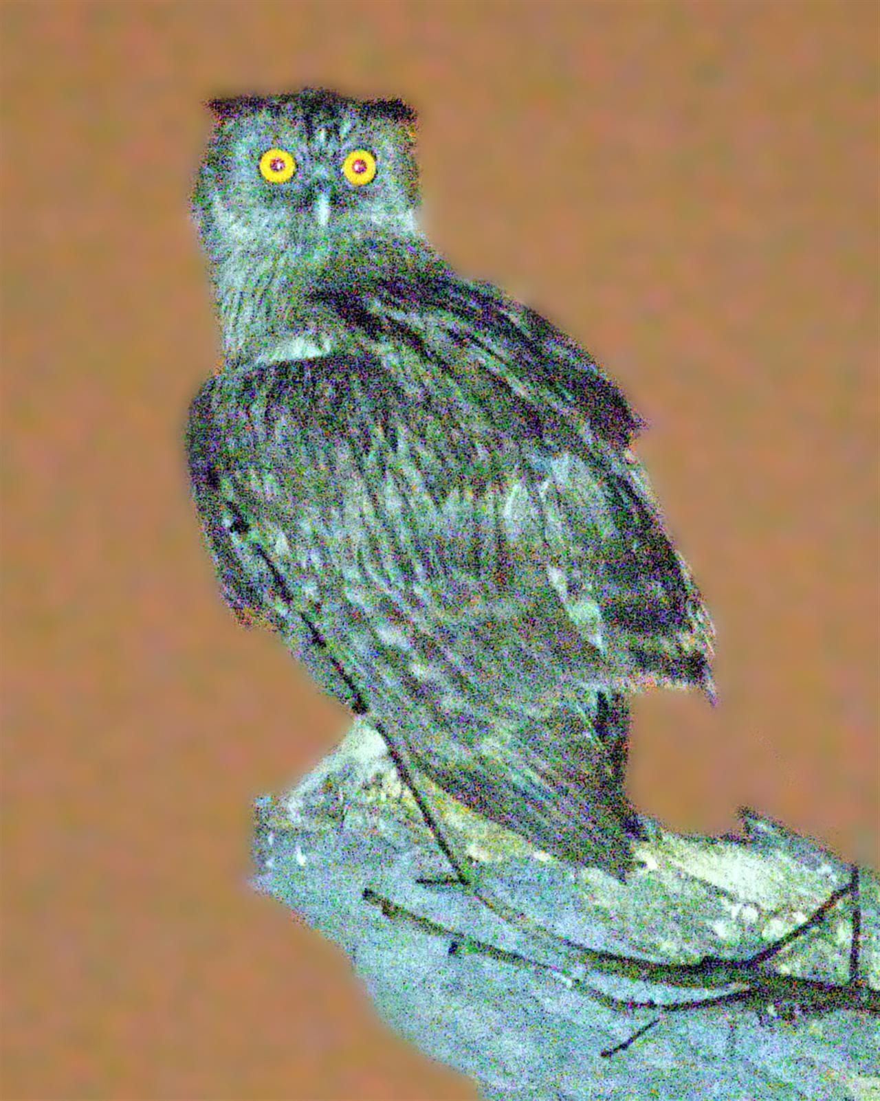 1_DSC_9293_Bengal_Eagle_Owl_1