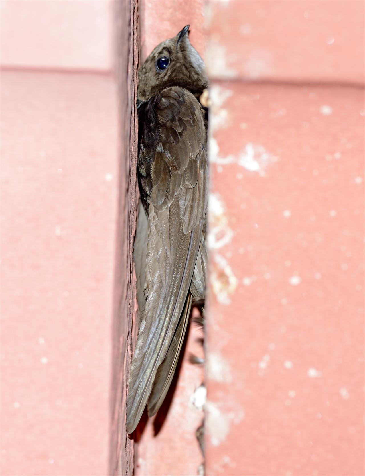 1_dusky_crag-martin-rb_outhern-20-03-2014-2003hrs_dsc_5625