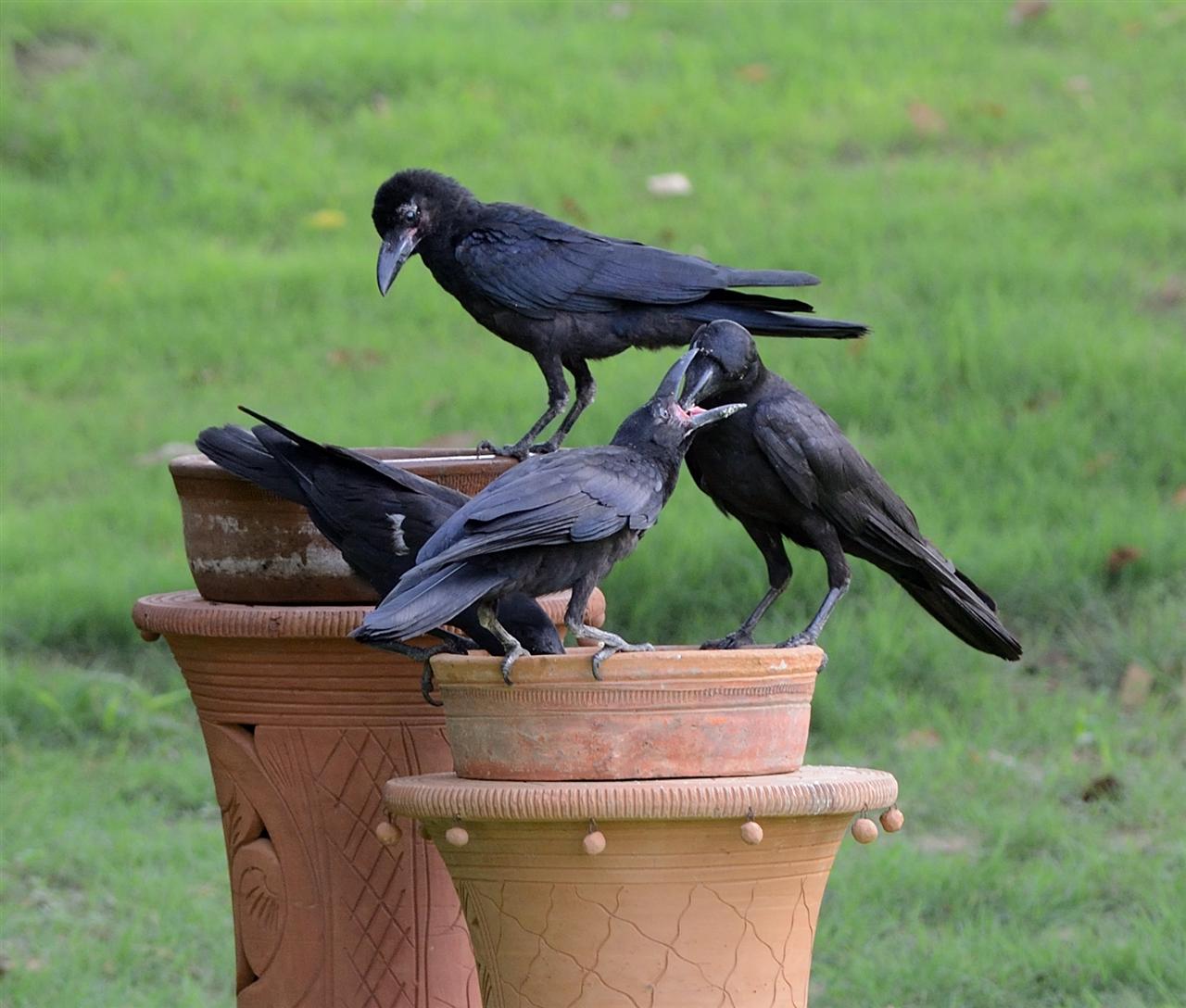 1_indian_jungle_crow-1mtc-10-06-2013-0711hrs-dsc_0162