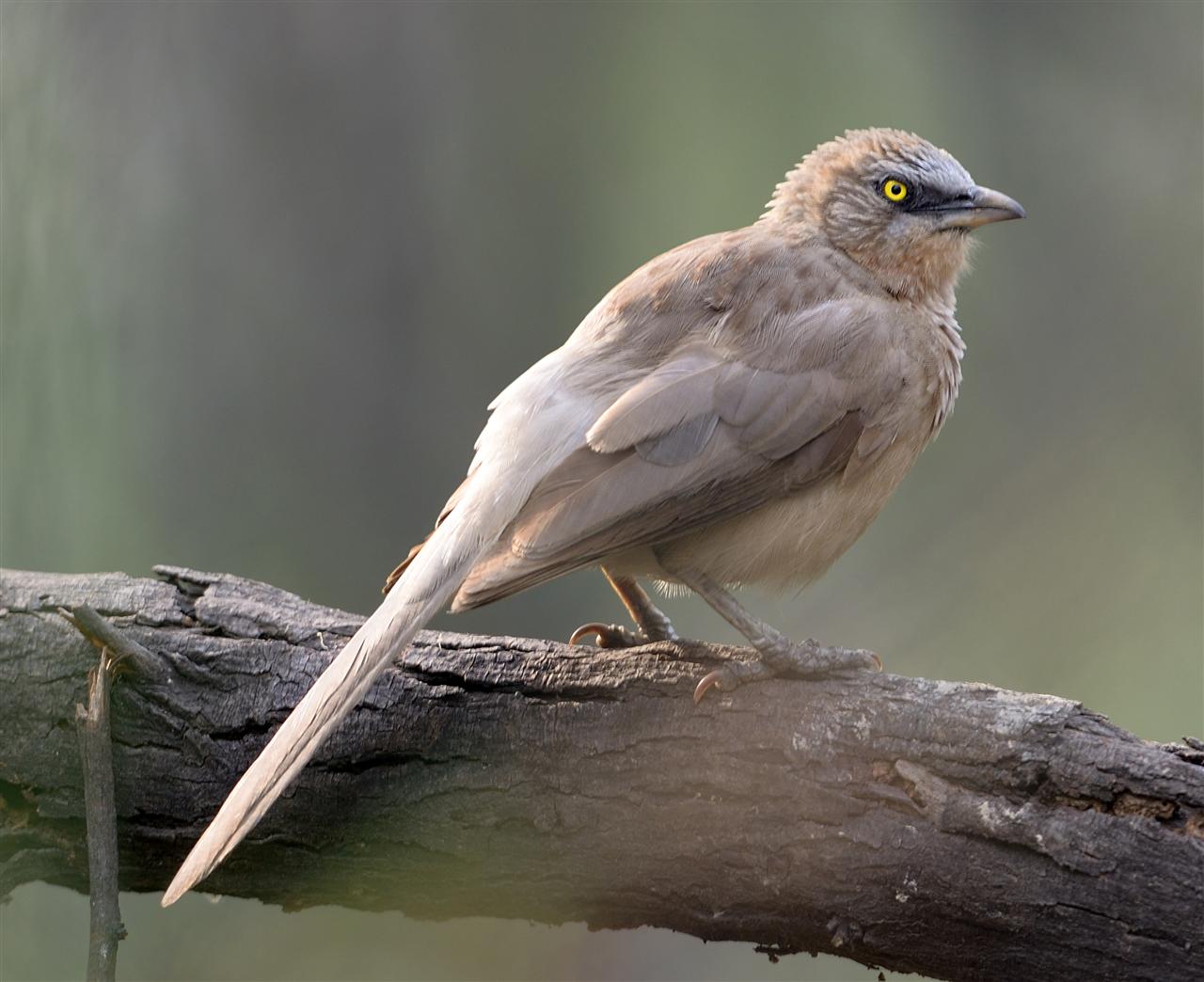 1_large_grey_babbler_dalikhana-23-03-2014-0850hrs_dsc_7627