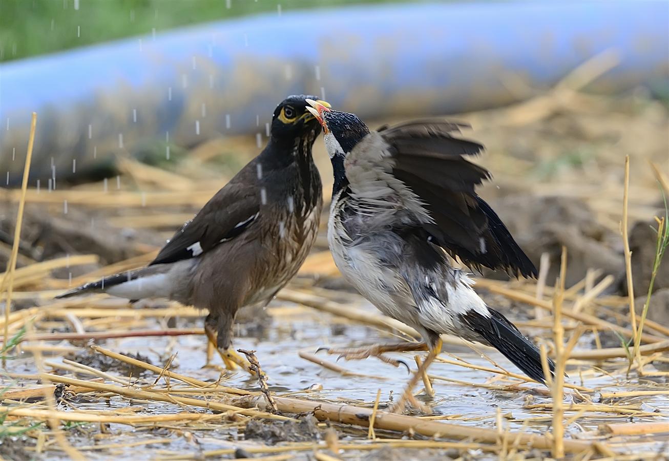 2_asian_pied_starling-lake_dalikhana_13-06-2013-1749hrs_dsc9913