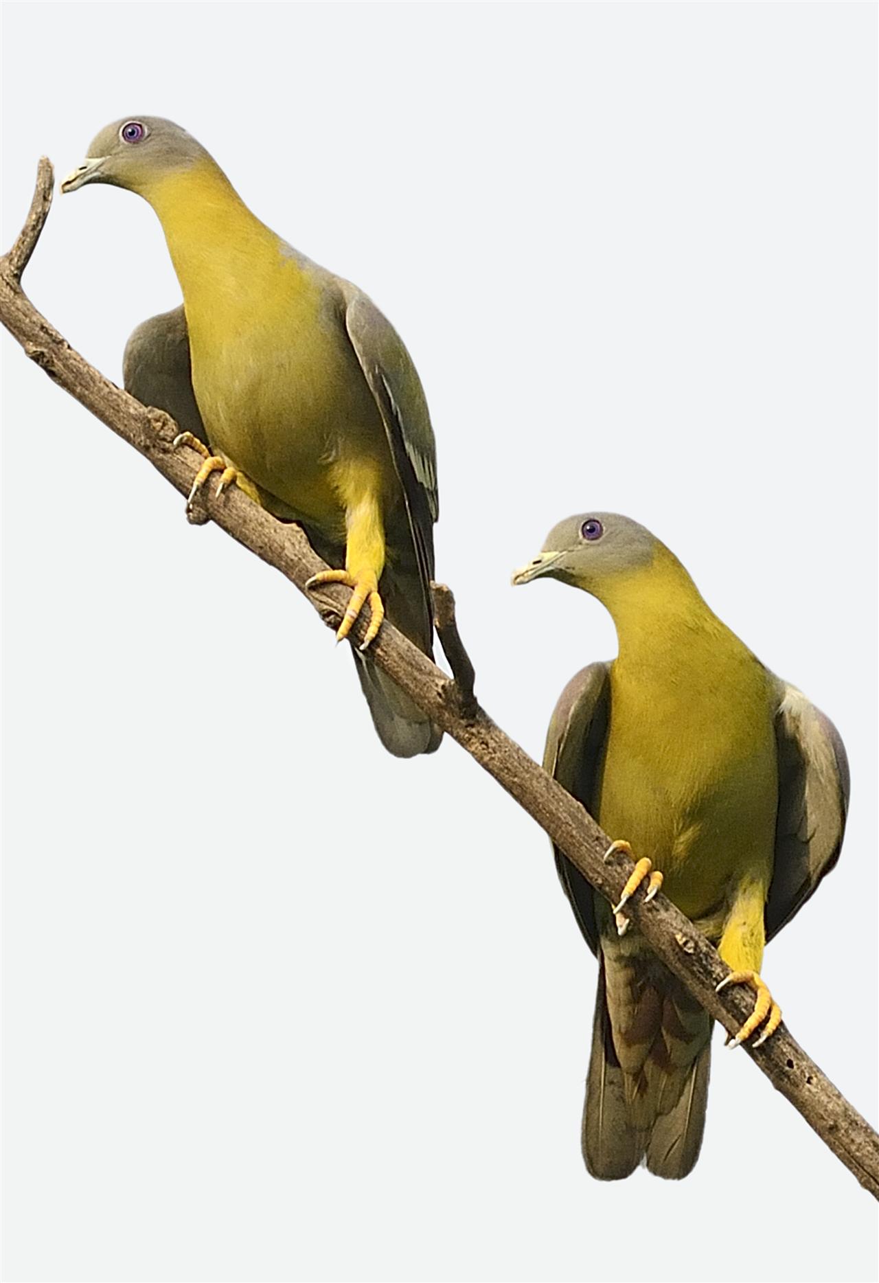 2_Yellow-footed_Green_Pigeon_DSC8700