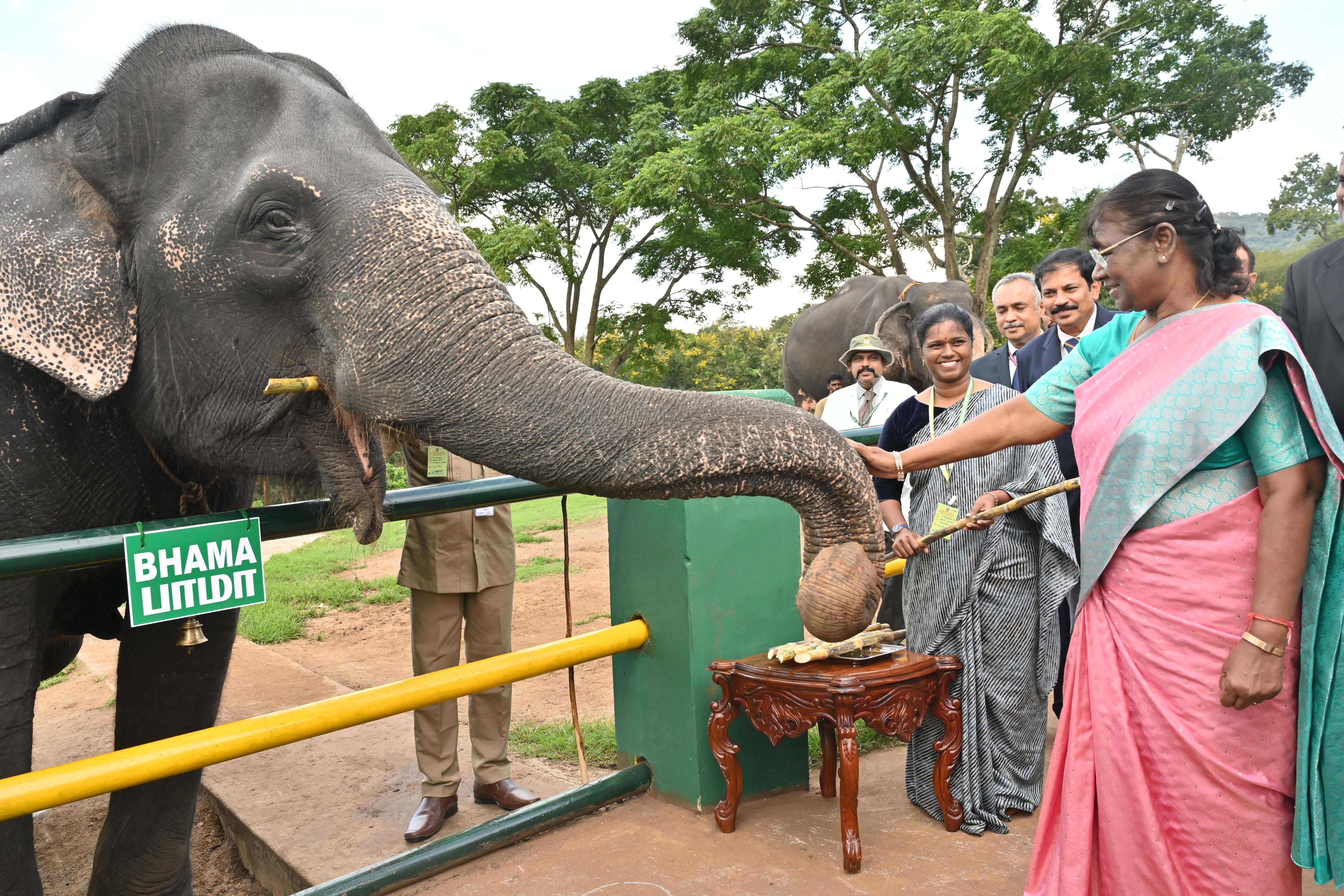 The President of India, Smt Droupadi Murmu visited Theppakadu Elephant Camp, one of Asia’s oldest Elephant camps, at the Mudumalai Tiger Reserve on August 5, 2023.